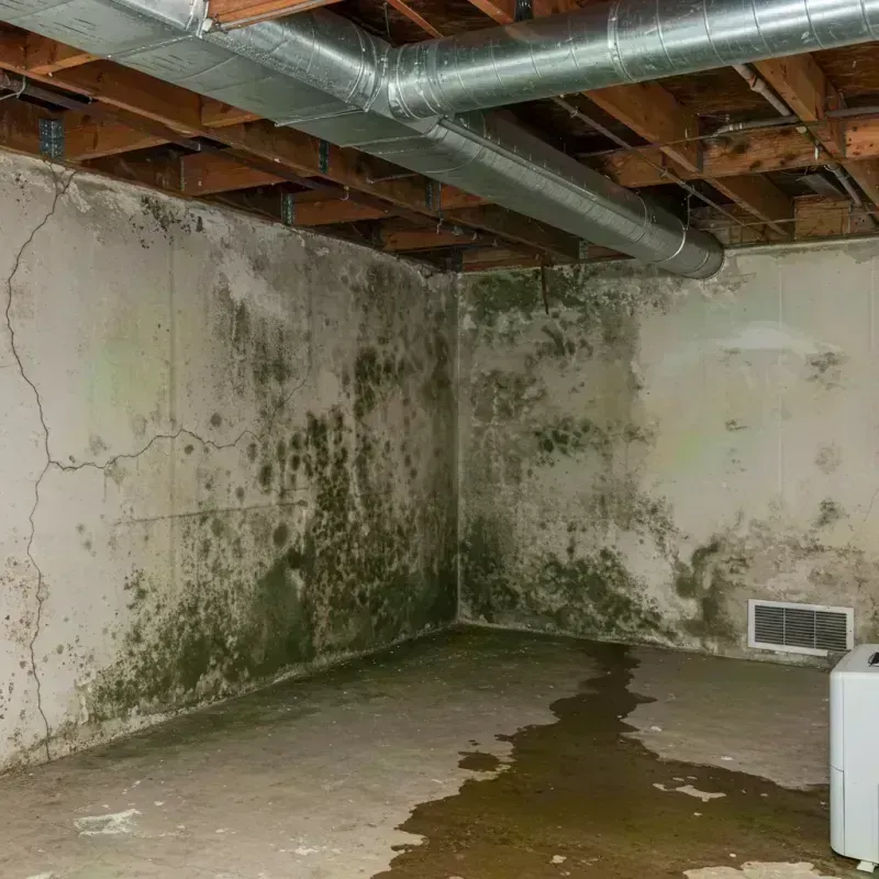 Professional Mold Removal in Lavaca, AR